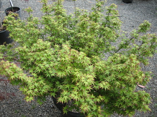 Acer Palmatum  'Murasak Kiyohime'