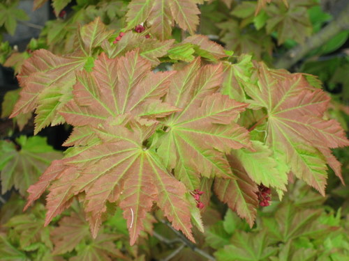 Acer Shirasawanum   Seedling