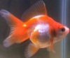 Fantail Goldfish