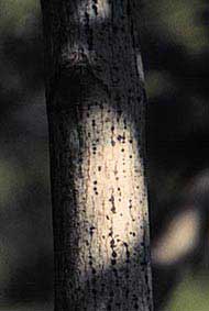 Japanese Maple winter bark