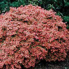 Acer Palmatum Beni Hime