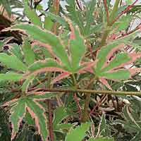 Acer Palmatum Beni Schichiheng