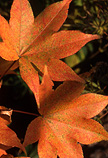 Acer Palmatum Ichigyooji