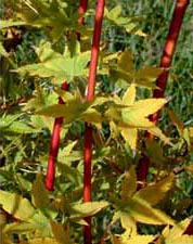 Acer Palmatum  'Japanese Sunrise'         