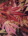 Acer Palmatum Kinran