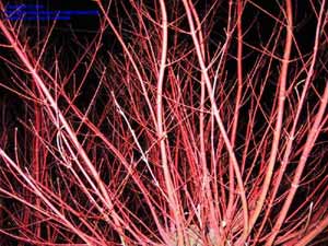 Acer Palmatum Sango Kaku 'Coral Bark'