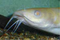 Albino Channel Catfish, 14 inches