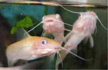 Albino Channel Catfish, begging