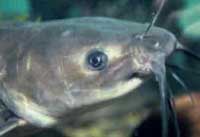 Albino Channel Catfish, cute face..