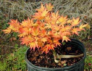 acer palmatum 'Aratama