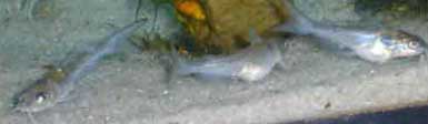 Baby Blue Channel Catfish