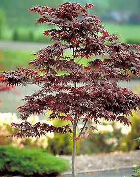 Bloodgood Japanese Maple