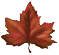 maple leaf