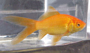 lighter orange comet goldfish, side view