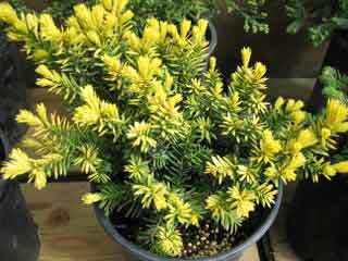 Dwarf Conifer showing  brilliantly colored new growth