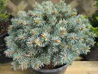 Dwarf Conifer, a shade of blue