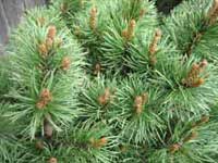 Dwarf Conifer, lovely and lush