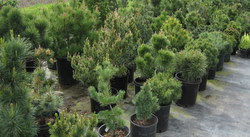 Dwarf Conifers, picture 3