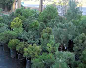 Dwarf Conifer Group