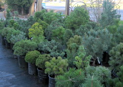 Dwarf Conifers, picture 1