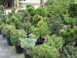 Dwarf Conifers, picture 2