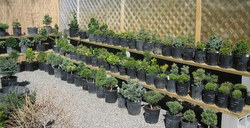 dwarf conifers on shelves, second picture