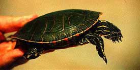 Western Painted Turtle, female