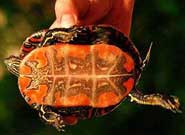 Western Painted Turtle, female bottom view