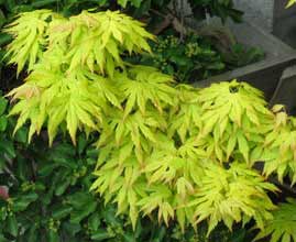 Japanese Maple