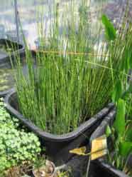 Horsetails