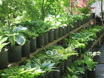 Hostas on Shelves