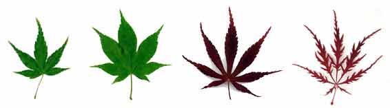 Japanese Maple Leaf Shape Examples