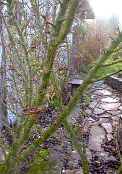 Acer Palmatum 'Lion's Head' in winter