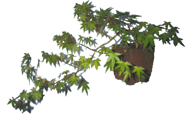 Potted Japanese Maple