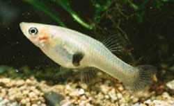 Mosquito Fish