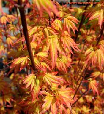 japanese maple bloodgood. Bloodgood Japanese Maple