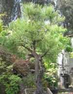 Ponderosa Pine, 200 years old!