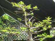 60 yr old Taxodium Distichum - 'Bald Cypress', close-up of top