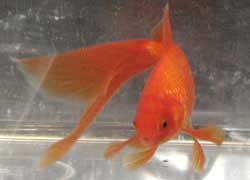 red comet goldfish, forward facing