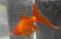 red comet goldfish, view of tail