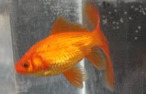 red comet goldfish facing left