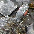 Red-eared Slider Turtle Head