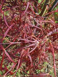 Japanese Maple - Enkan