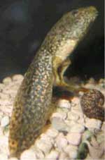 Bullfrog Tadpole