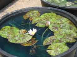 Tropical Water Lily