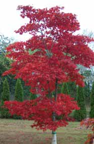 Japanese Maple, red and upright