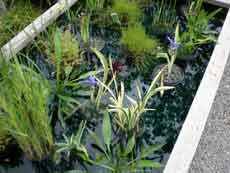 Water Plants in Pond