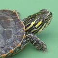 Western Painted Turtle